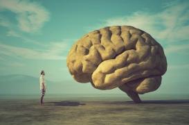 Notre cerveau a évolué au point de préférer la parole et la musique au bruit