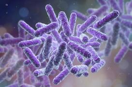 Le lupus pourrait être lié au déséquilibre de la flore intestinale