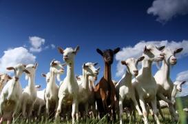 Cancer: des chèvres génétiquement modifiées pour fabriquer des médicaments dans leur lait 