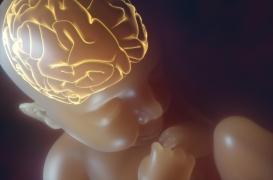 Bébé : de minuscules microbes influencent le développement du cerveau