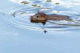 Leptospirose : qu’est-ce que cette maladie dont plusieurs cas ont été confirmés en Ariège ?
