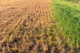 Pour l'Agence américaine de protection de l'environnement, le glyphosate n'est pas cancérigène