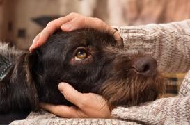 Caresser un chien stimule le cerveau et nous rend plus sociables