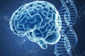 Le secret de la longévité : un gène qui protège contre le stress !