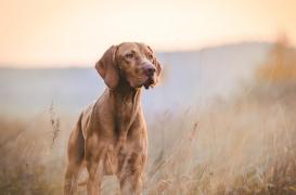 Pseudo-rage : un chien meurt en Moselle 