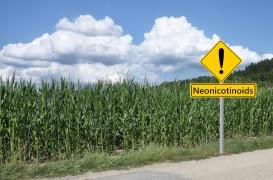 Les Français contre la ré-autorisation des néonicotinoïdes pour les betteraviers 