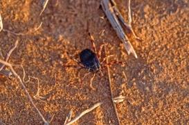 La fièvre hémorragique de Crimée-Congo pourrait toucher la France selon l'ANSES