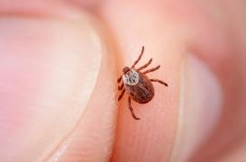 Maladie de Lyme : une « augmentation significative » du nombre de cas en 2018