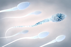 La baisse de la qualité du sperme