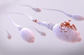 Fertilité : la pollution de l’air altère l'ADN des spermatozoïdes 