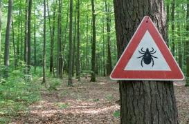 Maladie de Lyme : les femmes blanches et aisées plus à risque 