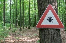 Bientôt un vaccin pour la maladie de Lyme ?
