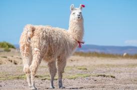 Coronavirus : les anticorps des lamas pourraient nous sauver