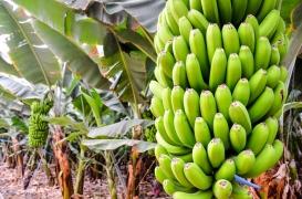 Chlordécone aux Antilles : le rapport de la commission d’enquête parlementaire accable l’État