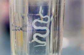 En Inde, une fillette vivait avec plus de 100 œufs de vers ténia dans le cerveau