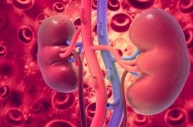 Greffe : on peut greffer les reins de donneurs ayant une insuffisance rénale aiguë