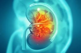 Ce gène permet d'éviter de faire des greffes de rein vouées à l'échec