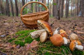 Champignons : 87 Français intoxiqués depuis début octobre
