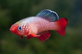 Un poisson capable d’arrêter de vieillir