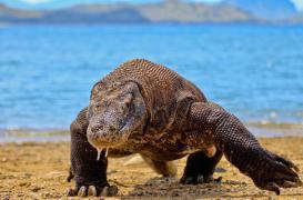 Bactéries : des antibiotiques dans le sang du dragon de Komodo