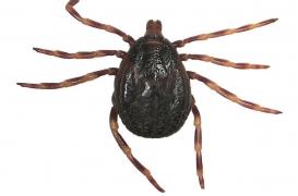 La tique à pattes rayées arrive dans le sud de la France, elle est potentiellement mortelle 