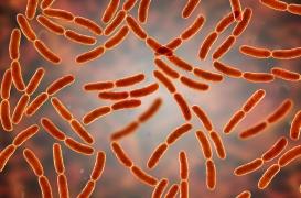 Les bactéries intestinales aident à guérir les lésions hépatiques chroniques causées par l’alcool