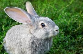 Choc septique : une protéine aide à combattre l’infection