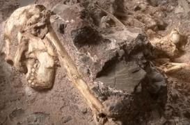 Little Foot : l'australopithèque le plus vieux au monde livre ses premiers secrets 