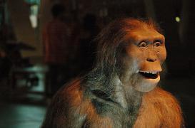 Préhistoire : Lucy est morte en chutant d’un arbre