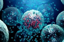 Comment notre système immunitaire mémorise les virus déjà rencontrés