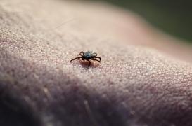Les médecins doivent être attentifs aux symptômes atypiques de la maladie de Lyme