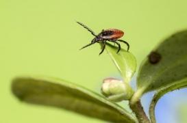 Maladie de Lyme : pourquoi l’arthrite résiste parfois au traitement antibiotique 