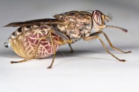 Maladie du sommeil : le parasite dans la peau 