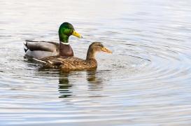 Baignade : attention aux puces de canard dans les lacs  !