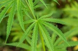 Jeunes adultes : la consommation régulière de cannabis multiplie par deux le risque d’infarctus
