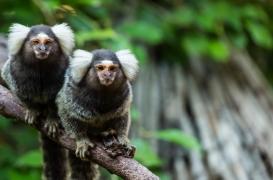 Cerveau : des ouistitis permettent de mieux comprendre la vision humaine