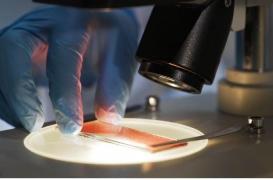 Fabriquer du sang universel devient possible grâce à une enzyme 