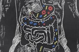 Les bactéries de notre microbiote régulent aussi notre sommeil