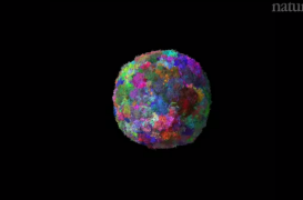 Cancer : la modélisation 3D permet d'observer l'évolution des tumeurs