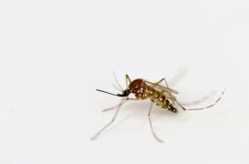 Zika : un homme de 84 ans décède en Martinique