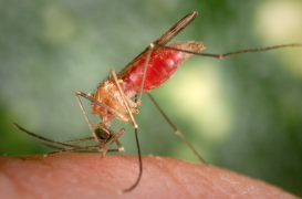Typhus : la bactérie est transmise par le moustique