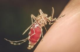 L'insuline pourrait jouer un rôle vital dans le contrôle des virus propagés par les moustiques