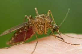 Un vaccin contre le paludisme présente des résultats prometteurs