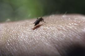 Nîmes : un cas de virus du Nil occidental signalé