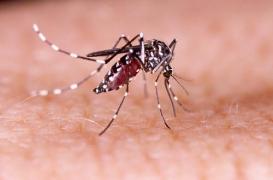 Dengue : un enfant de 7 ans décède en Polynésie