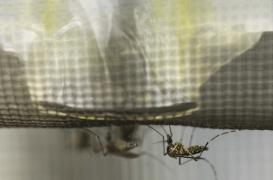 Le gouvernement fait la chasse au moustique-tigre