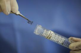 Zika en Polynésie française : 