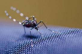 Moustique tigre : 6 nouveaux départements touchés 