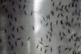 Zika : la menace est mondiale