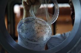 Zika : des experts préparent une riposte mondiale